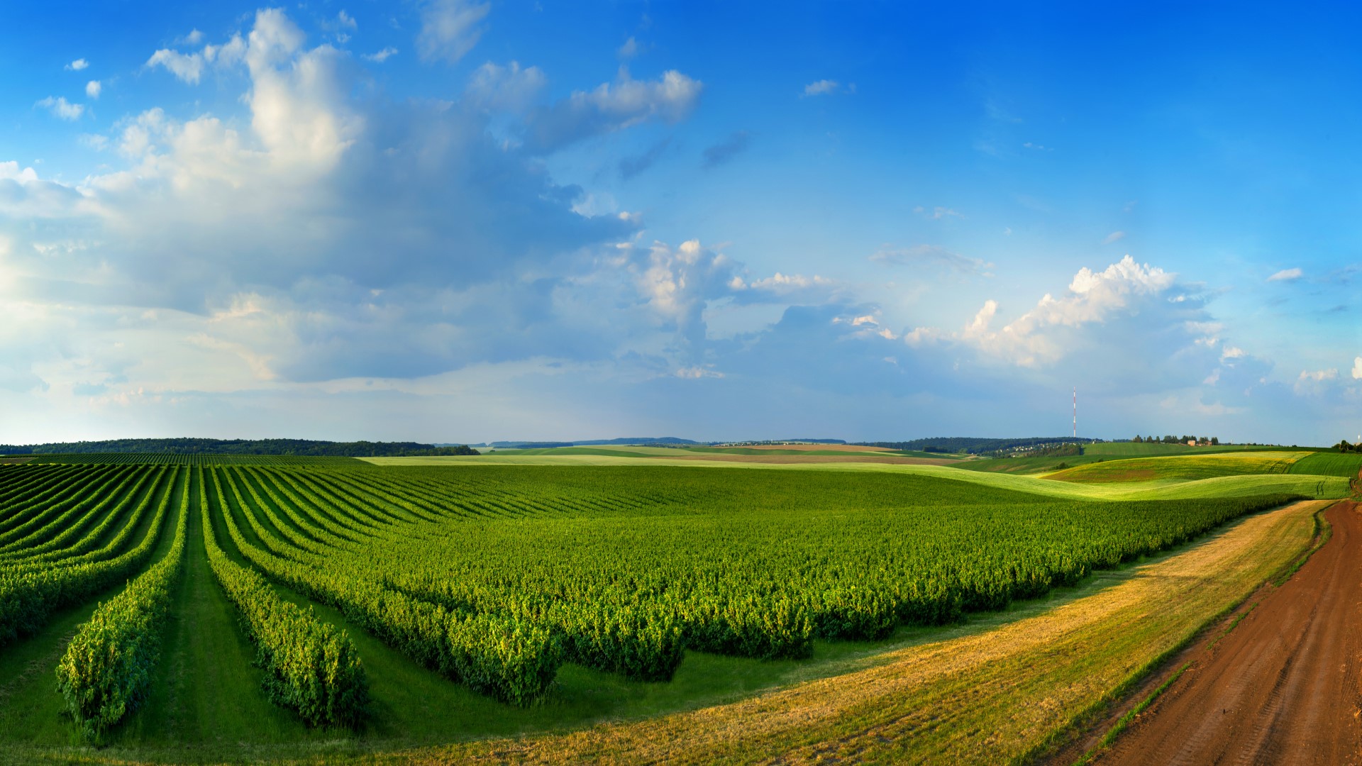 Wide field filled with crops