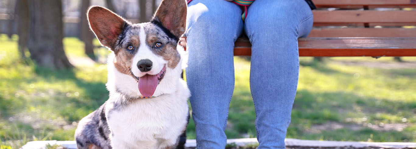 Photo of a dog in a park.