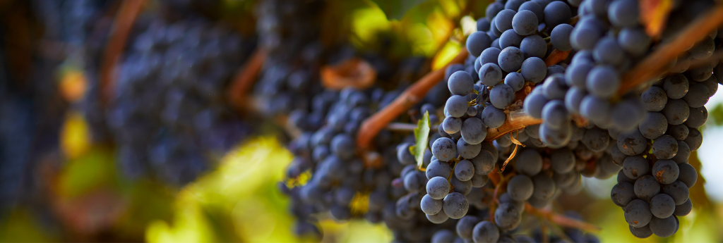 Images of grapes in a vineyard