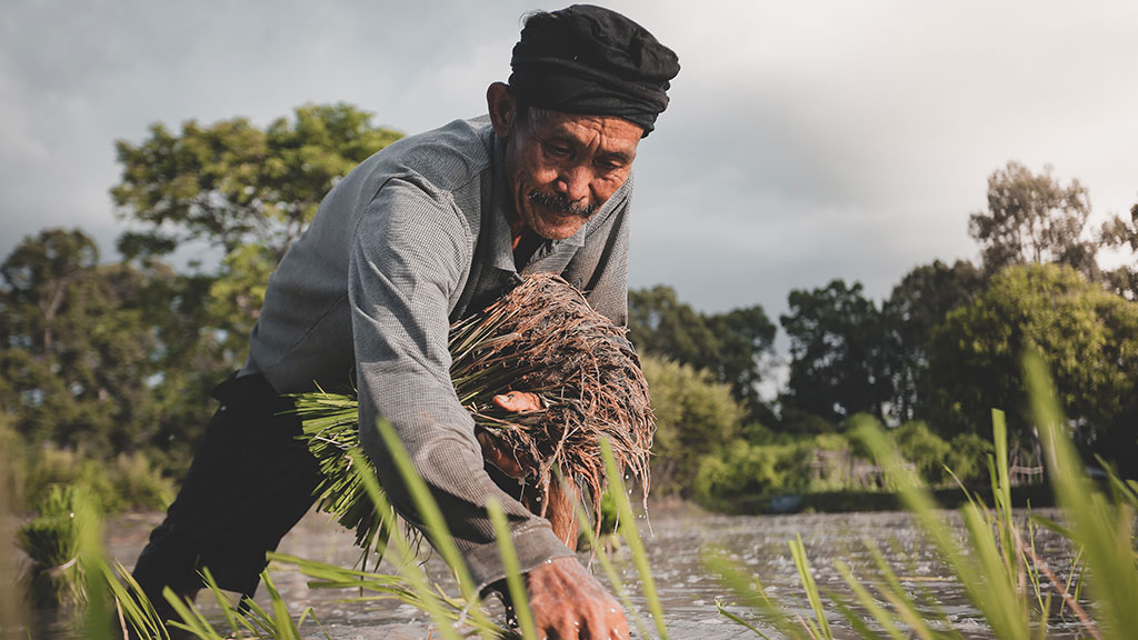 man working in rice field