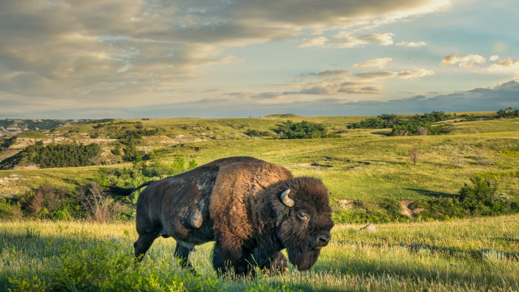 Bison in Fargo, North Dakota