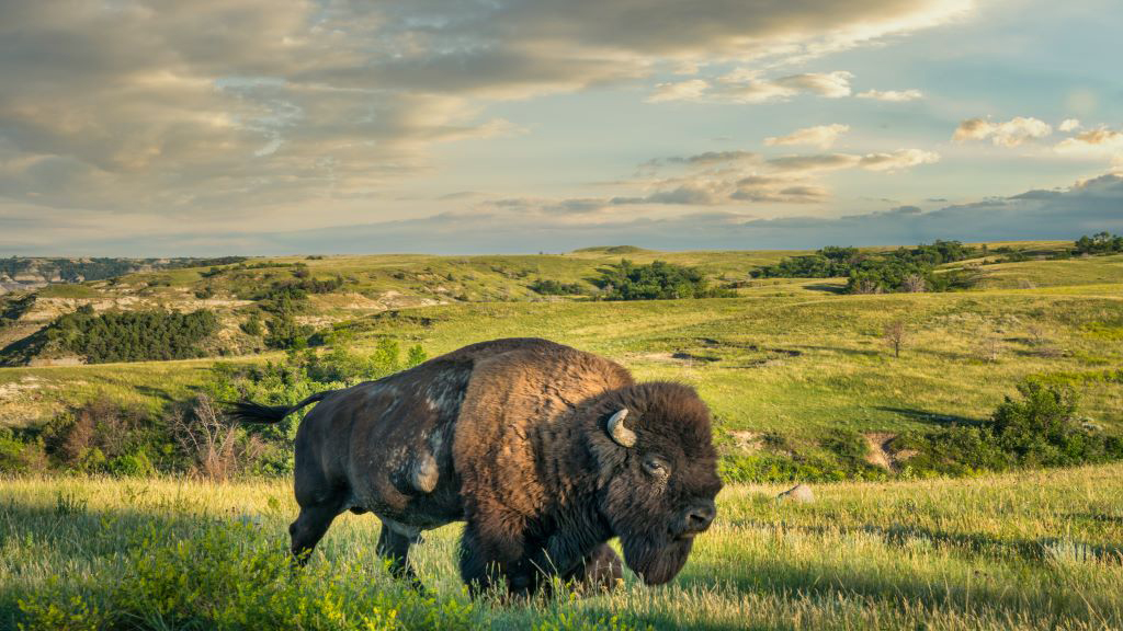 Bison in Fargo North Dakota