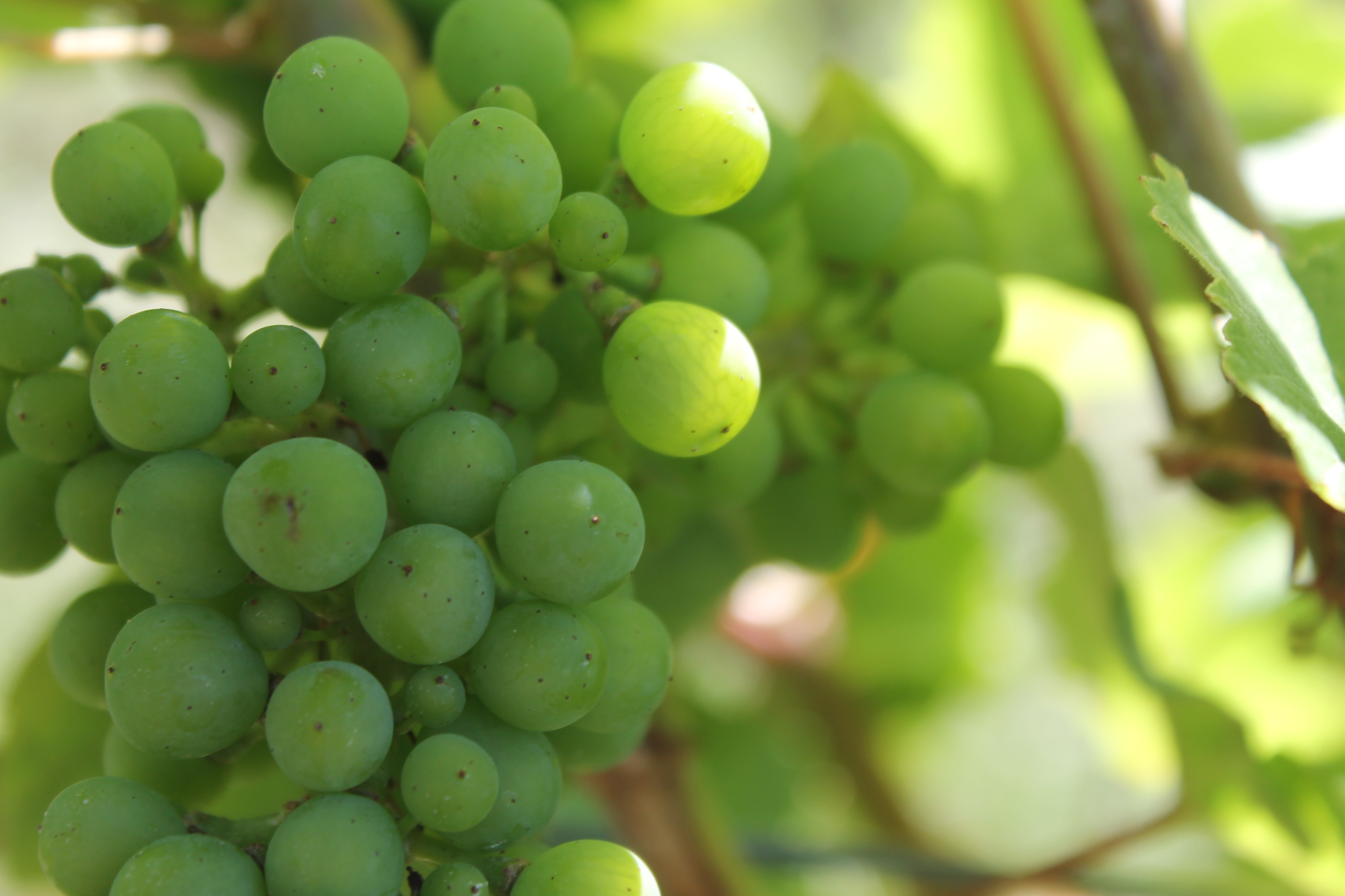 Here is an image of grapes.