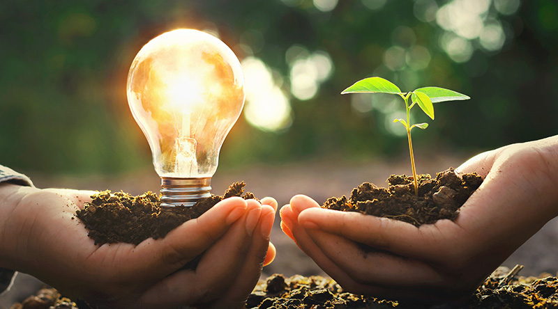 two hands, one holding light bulb and one holding small tree