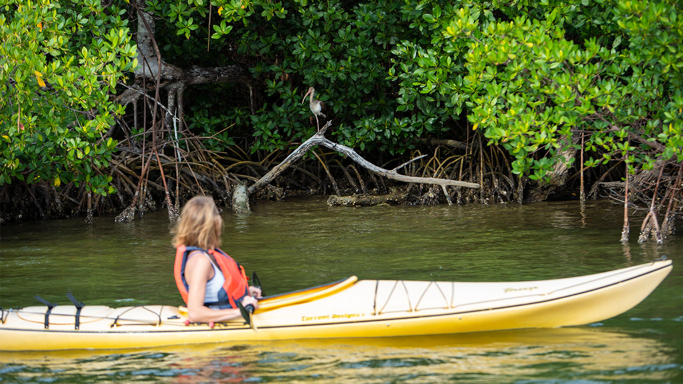 person in kayak looking at mangroves 
