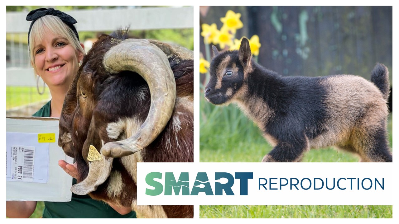 Woman holding health certificate for first sale alongside a boer goat buck and the first Nigarian Dwarf to be born in the UK (black/brown goat))