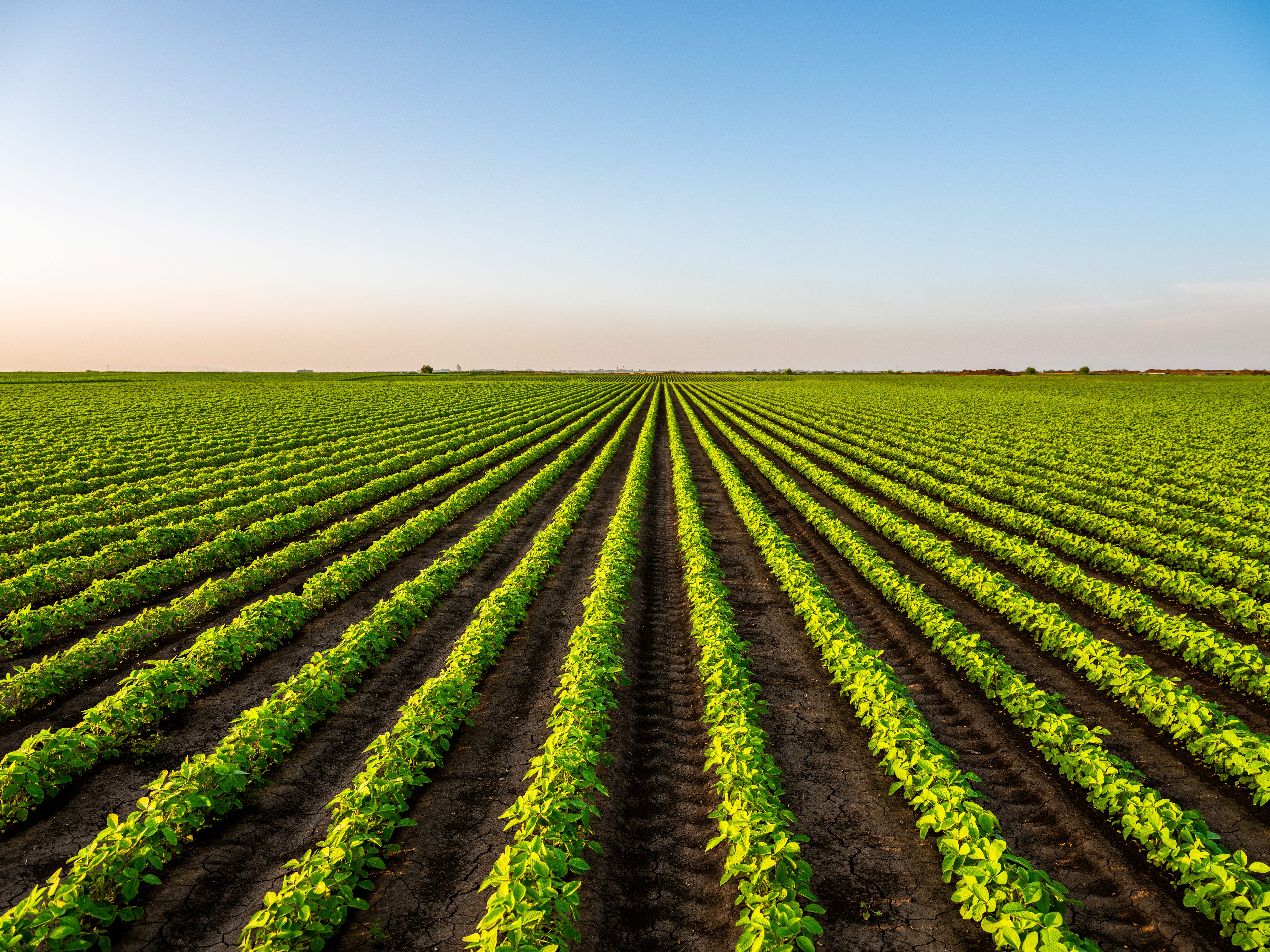 agricultural field