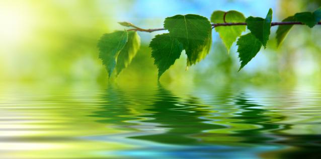 Green leaves.