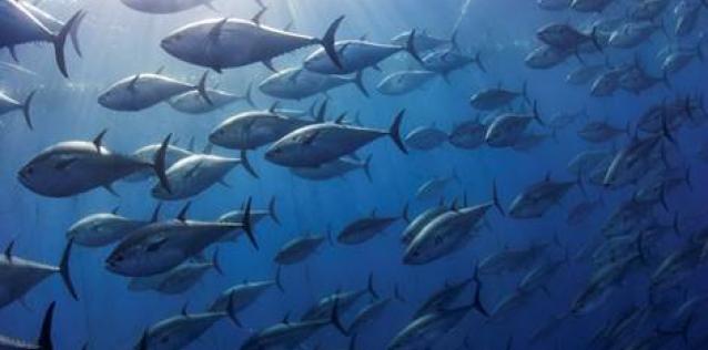 fish in ocean