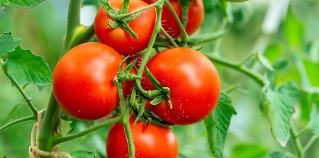 picture or red tomatoes on a vine with greenery behind
