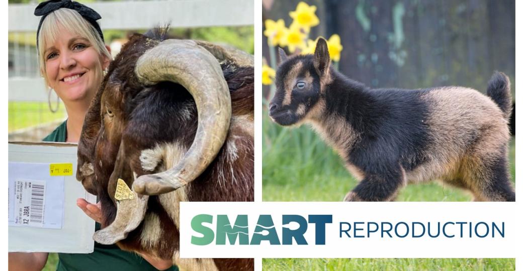 Woman holding health certificate for first sale alongside a boer goat buck and the first Dwarf Nigerian goat born in the UK alongside Smart Reproduction logo
