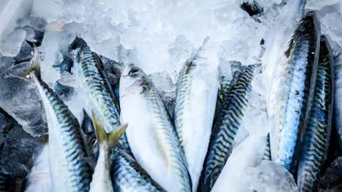 Fish stored on ice