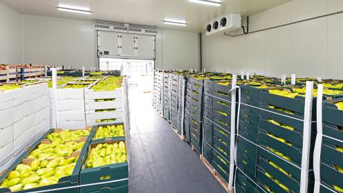 Vegetables being kept in cold storage